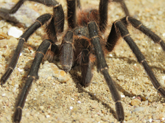 Acanthoscurria natalensis