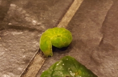 Phlogophora meticulosa