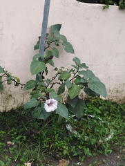 Datura metel