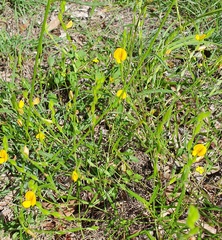 Zornia dyctiocarpa