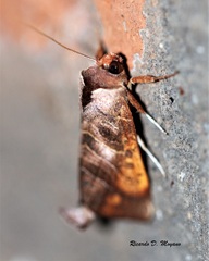 Marthula multifascia