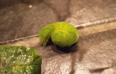 Phlogophora meticulosa