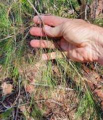 Allocasuarina torulosa