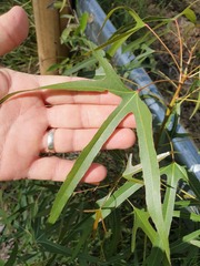 Brachychiton populneus