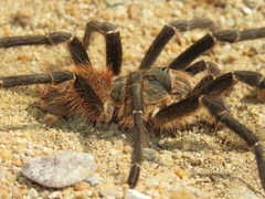 Acanthoscurria natalensis
