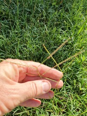 Digitaria violascens