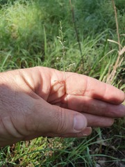 Eragrostis leptostachya