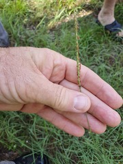 Eremochloa bimaculata
