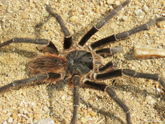 Acanthoscurria natalensis