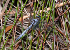 Orthetrum boumiera