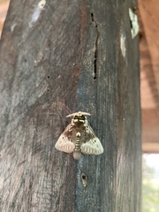 Megalopyge albicollis