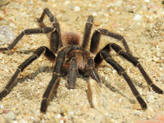 Acanthoscurria natalensis