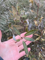 Salix petiolaris