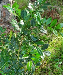 Murraya paniculata