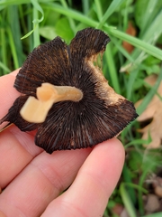 Coprinellus impatiens