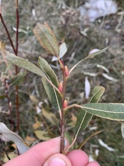 Salix petiolaris
