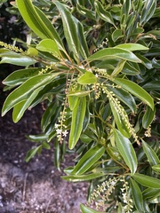 Citharexylum spinosum