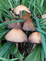 Coprinellus impatiens
