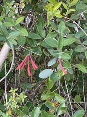 Lonicera sempervirens