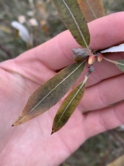 Salix petiolaris