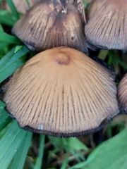 Coprinellus impatiens