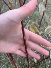 Salix petiolaris