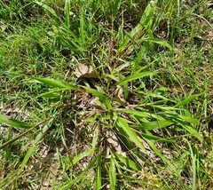 Paspalum scrobiculatum