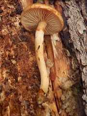 Gymnopilus suberis