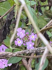 Lantana montevidensis