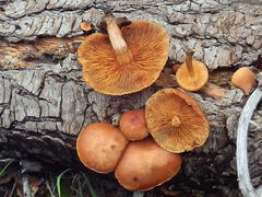 Gymnopilus suberis