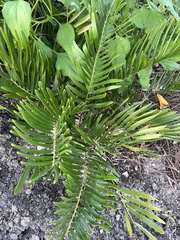 Zamia integrifolia