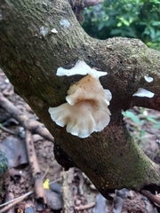 Favolus brasiliensis