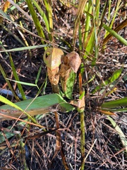Sarracenia minor