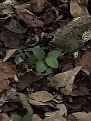 Petiveria alliacea