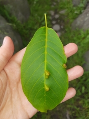 Aceria erinea