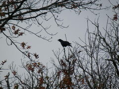 Corvus brachyrhynchos