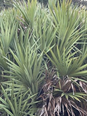 Serenoa repens