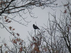 Corvus brachyrhynchos