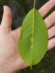Aceria erinea