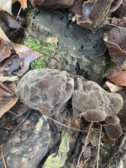 Auricularia polytricha