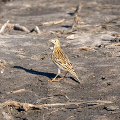 Anthus spragueii