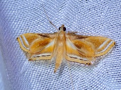 Eoophyla