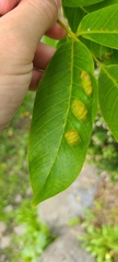 Aceria erinea