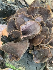 Auricularia polytricha