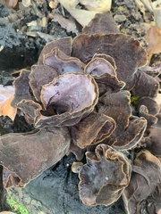 Auricularia polytricha