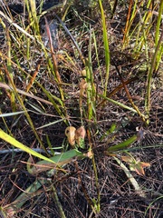 Sarracenia minor