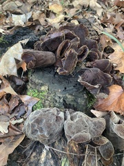 Auricularia polytricha