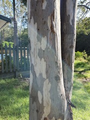 Eucalyptus tereticornis