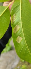 Aceria erinea