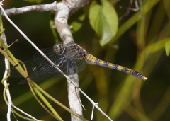 Orthetrum boumiera